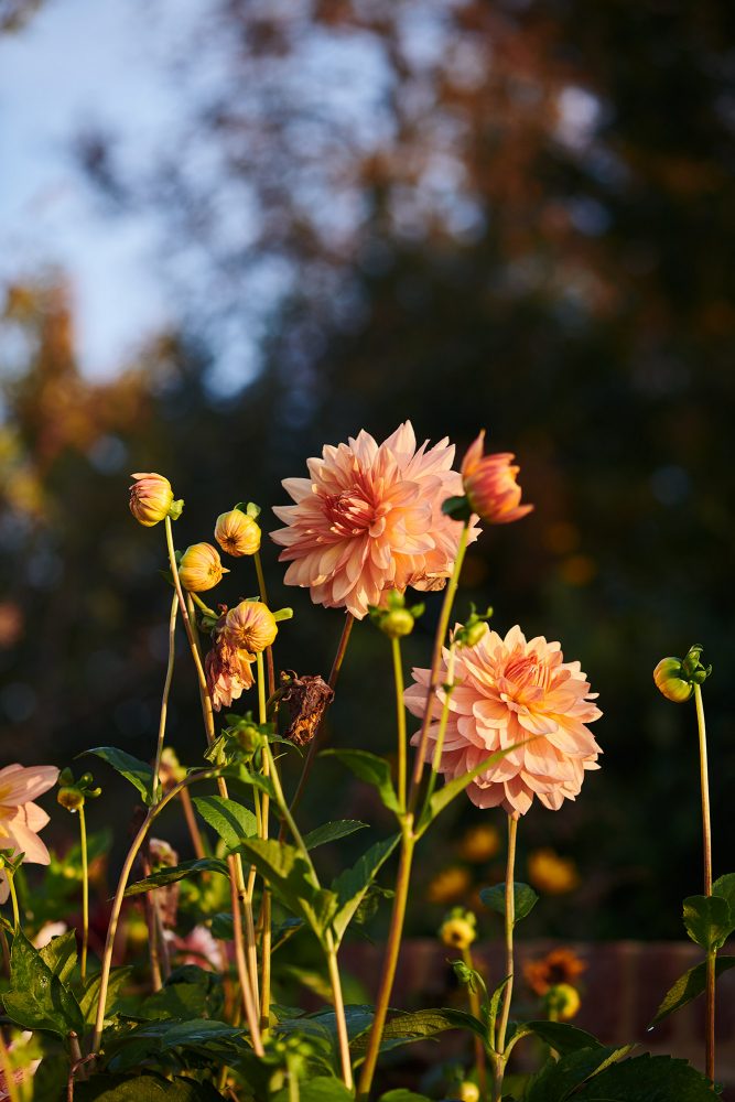 Tina Hillier Soho Farmhouse & Babington  