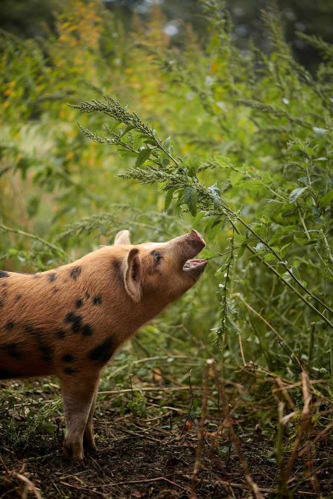 Tina Hillier Soho Farmhouse & Babington  